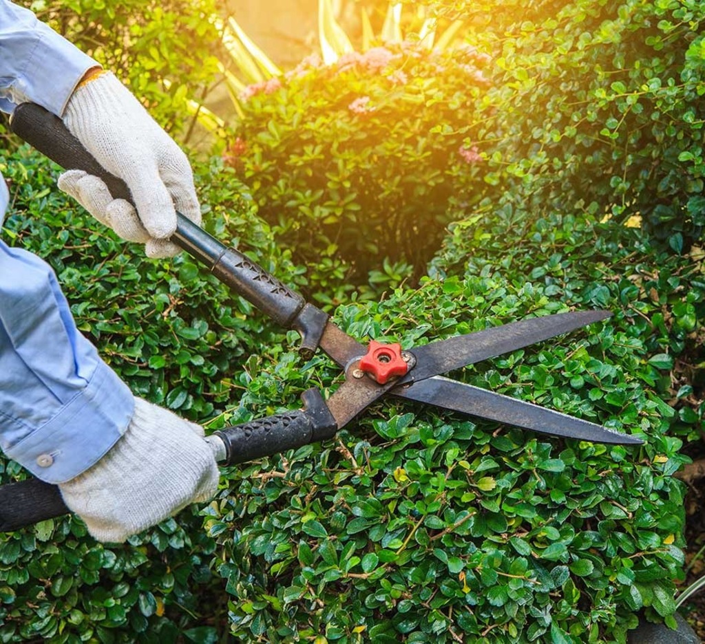 Residential Tree Removal Service