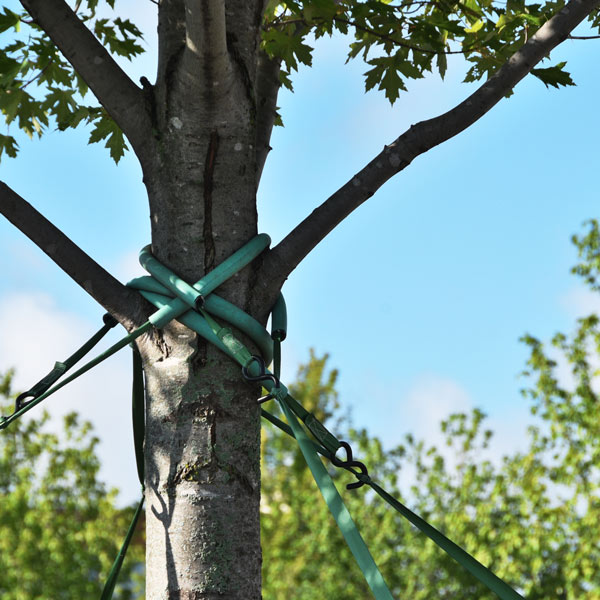 Tree Cabling and Bracing Services