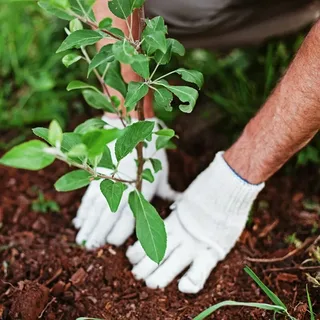 Tree Planting Services