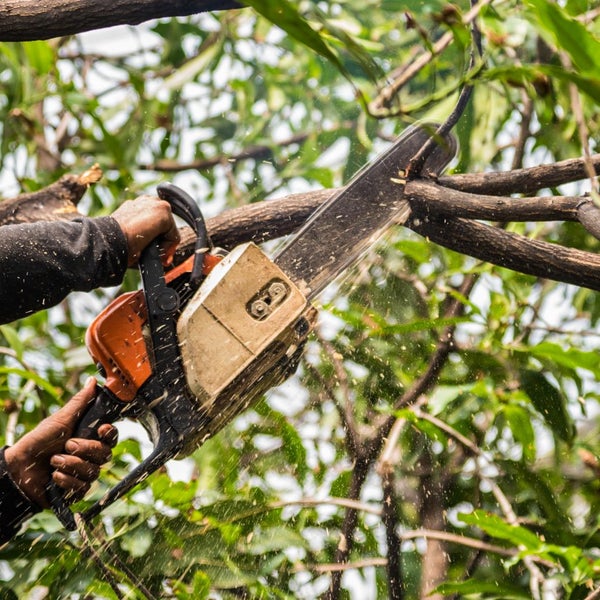 tree Cutting Service