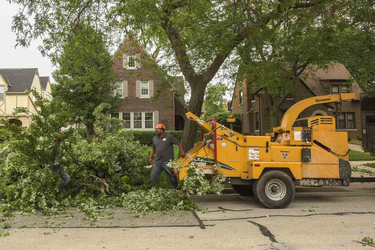 Tree Pruning and Trimming Service in Milwaukee