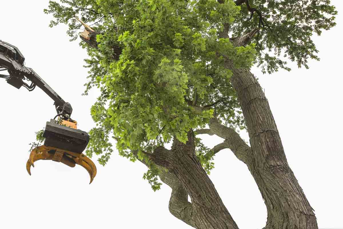 Tree Pruning and Trimming Service in Milwaukee