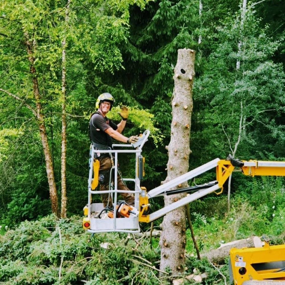 Tree Removal Service in Milwaukee, Wisconsin