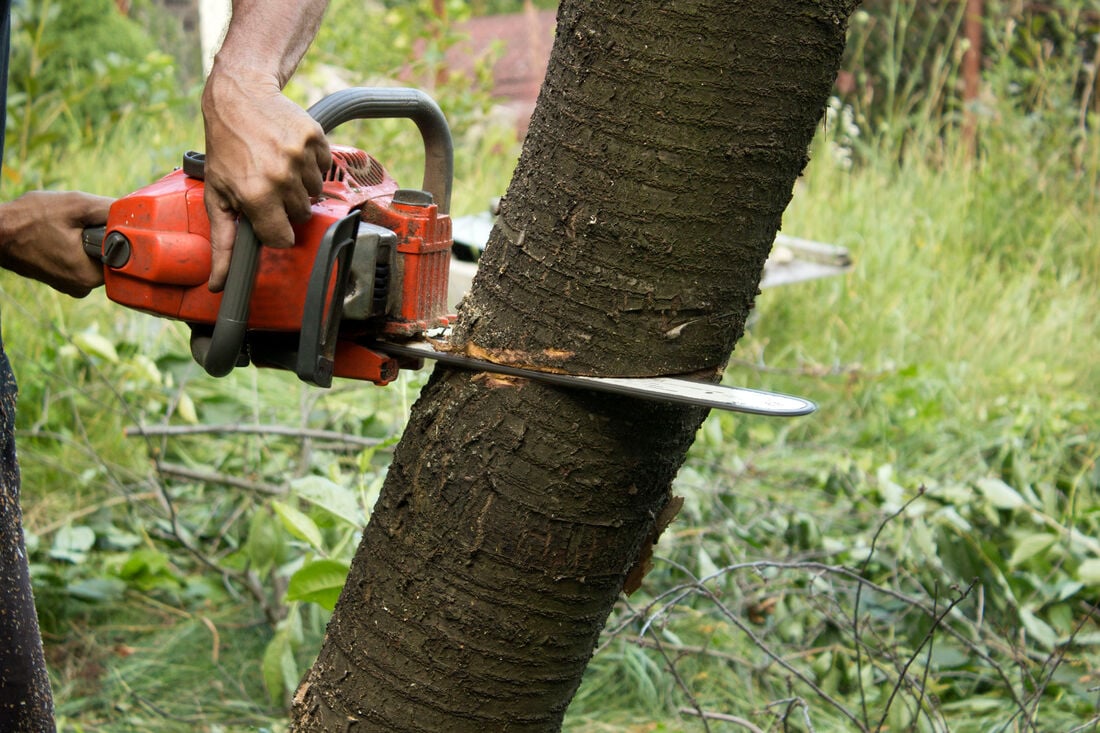 Tree Removal Service in Milwaukee, Wisconsin