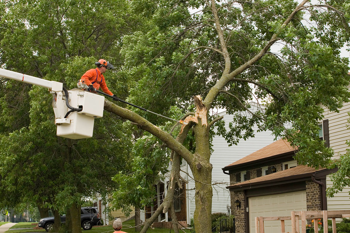 Emergency Tree Services in Milwaukee, Wisconsin