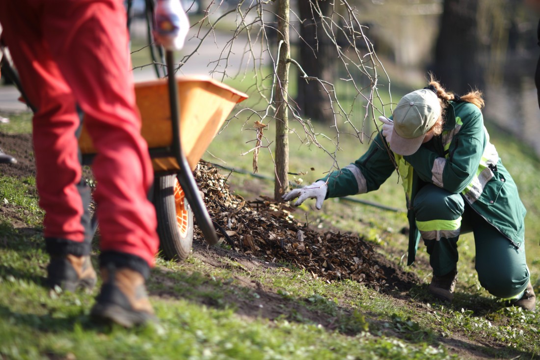 Tree Planting Services in Milwaukee, Wisconsin