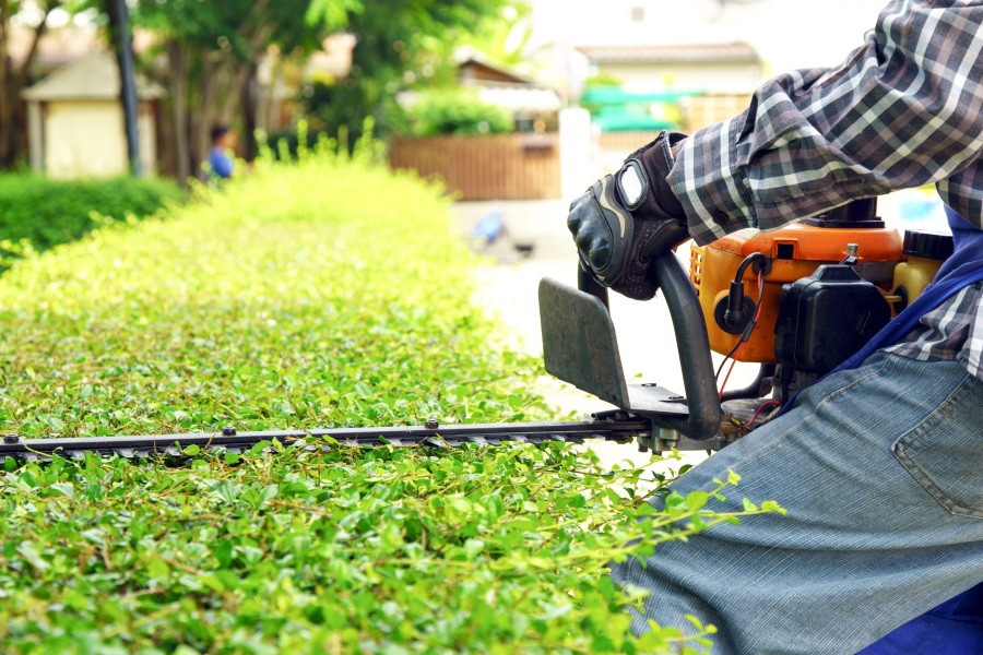 Tree Pruning and Trimming Service in Milwaukee