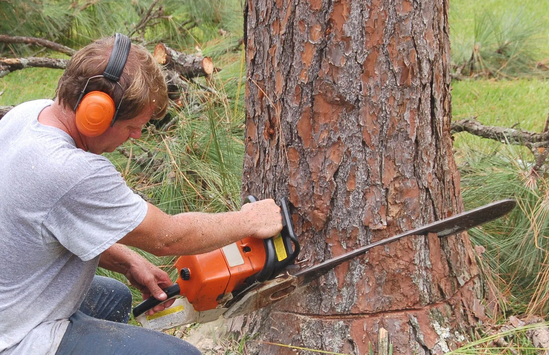 Tree Removal Service in Milwaukee, Wisconsin