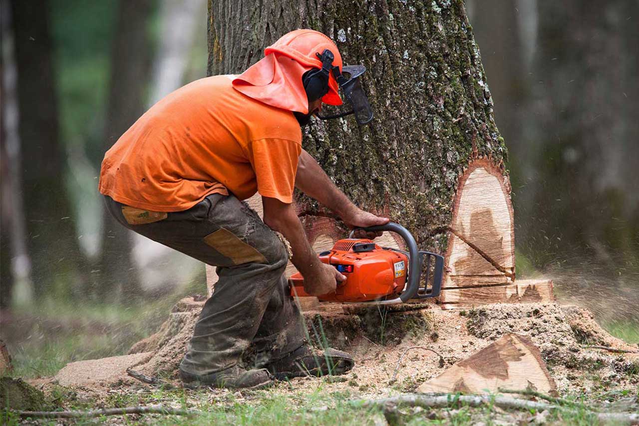 Tree Removal Service in Milwaukee, Wisconsin