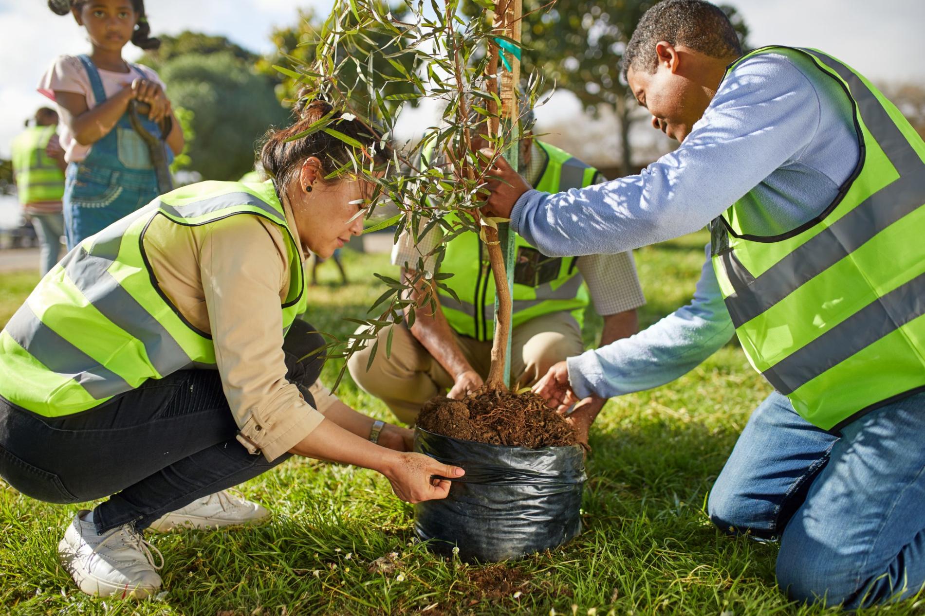 Tree Planting Services in Milwaukee, Wisconsin