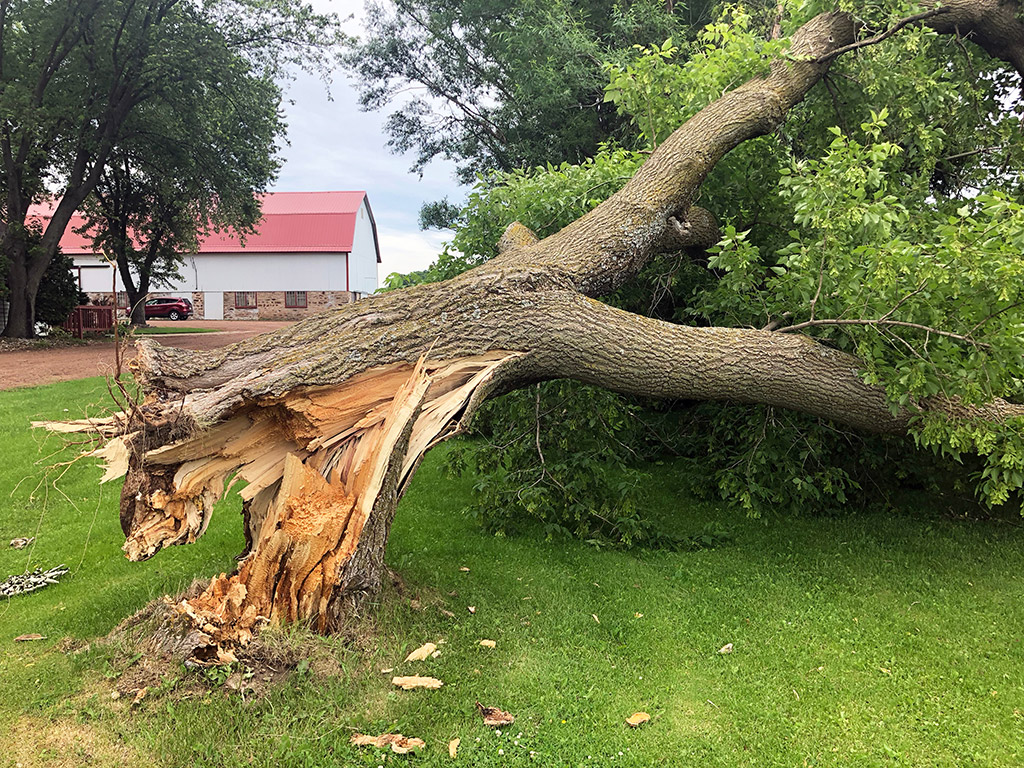 Emergency Tree Services in Milwaukee, Wisconsin