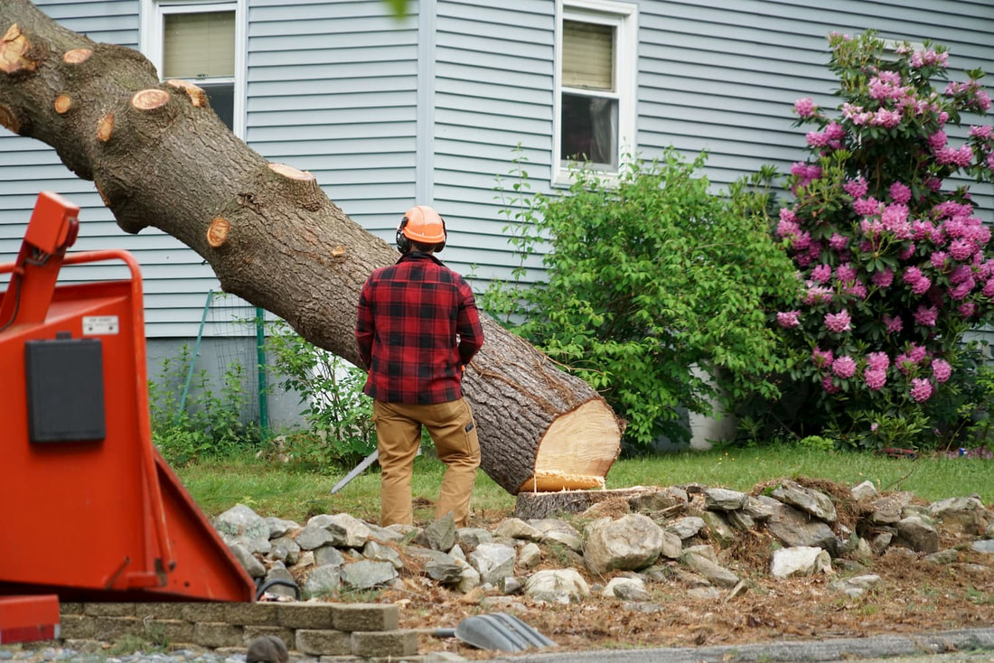 Tree Removal Service in Milwaukee, Wisconsin