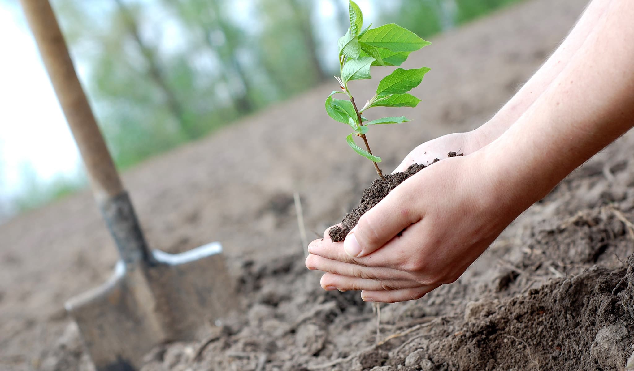 Tree Planting Services in Milwaukee, Wisconsin