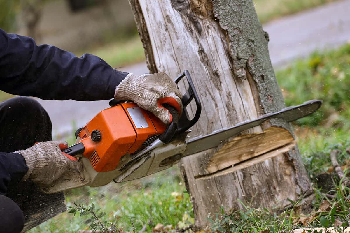 Tree Removal Service in Milwaukee, Wisconsin