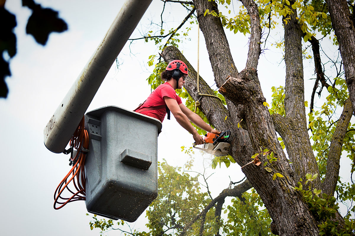 Emergency Tree Services in Milwaukee, Wisconsin