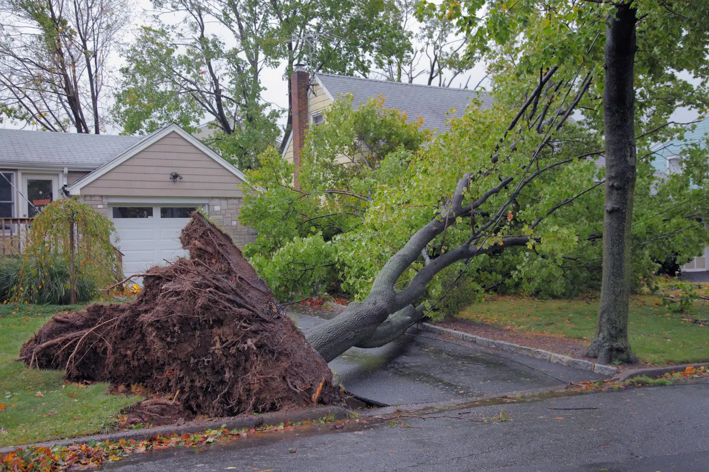 Emergency Tree Services in Milwaukee, Wisconsin