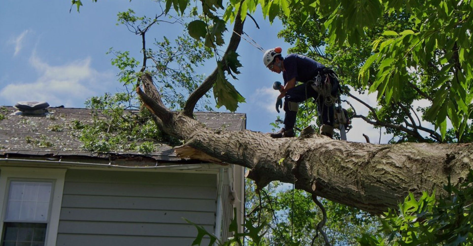 Emergency Tree Services in Milwaukee, Wisconsin