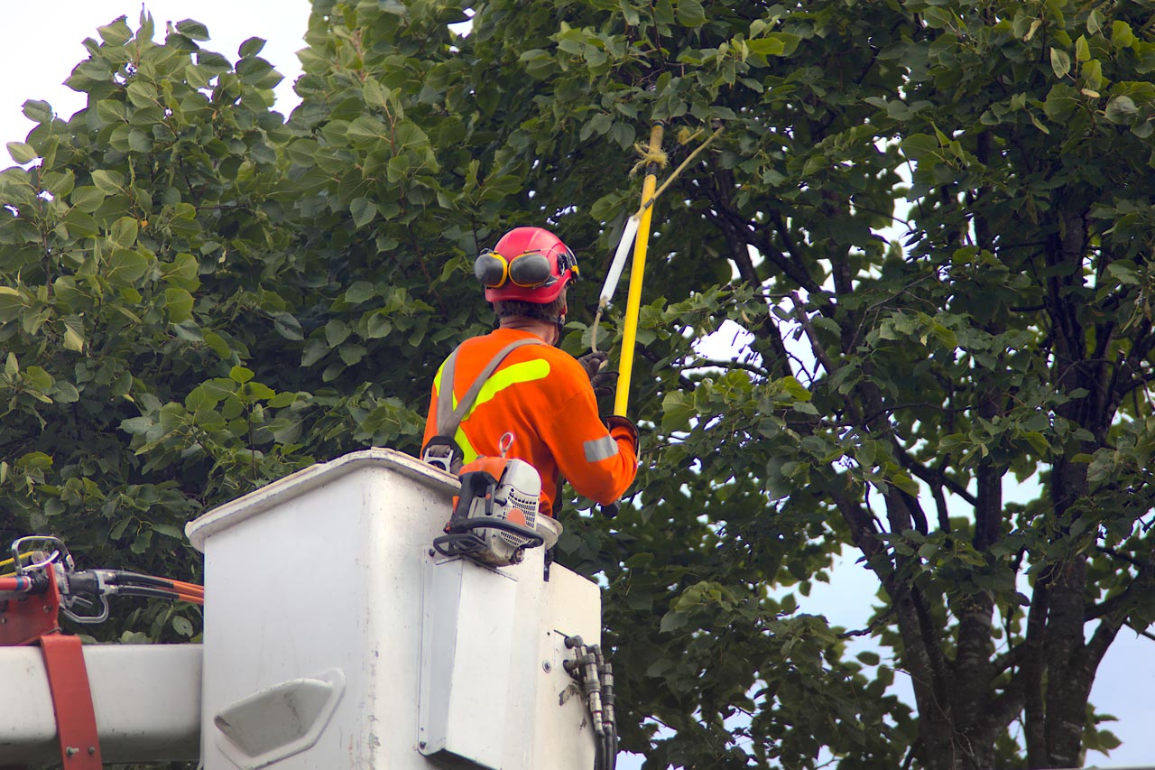 Tree Pruning and Trimming Service in Milwaukee