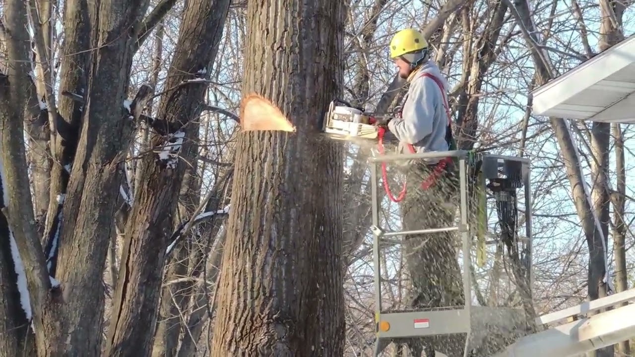 Tree Pruning and Trimming Service in Milwaukee