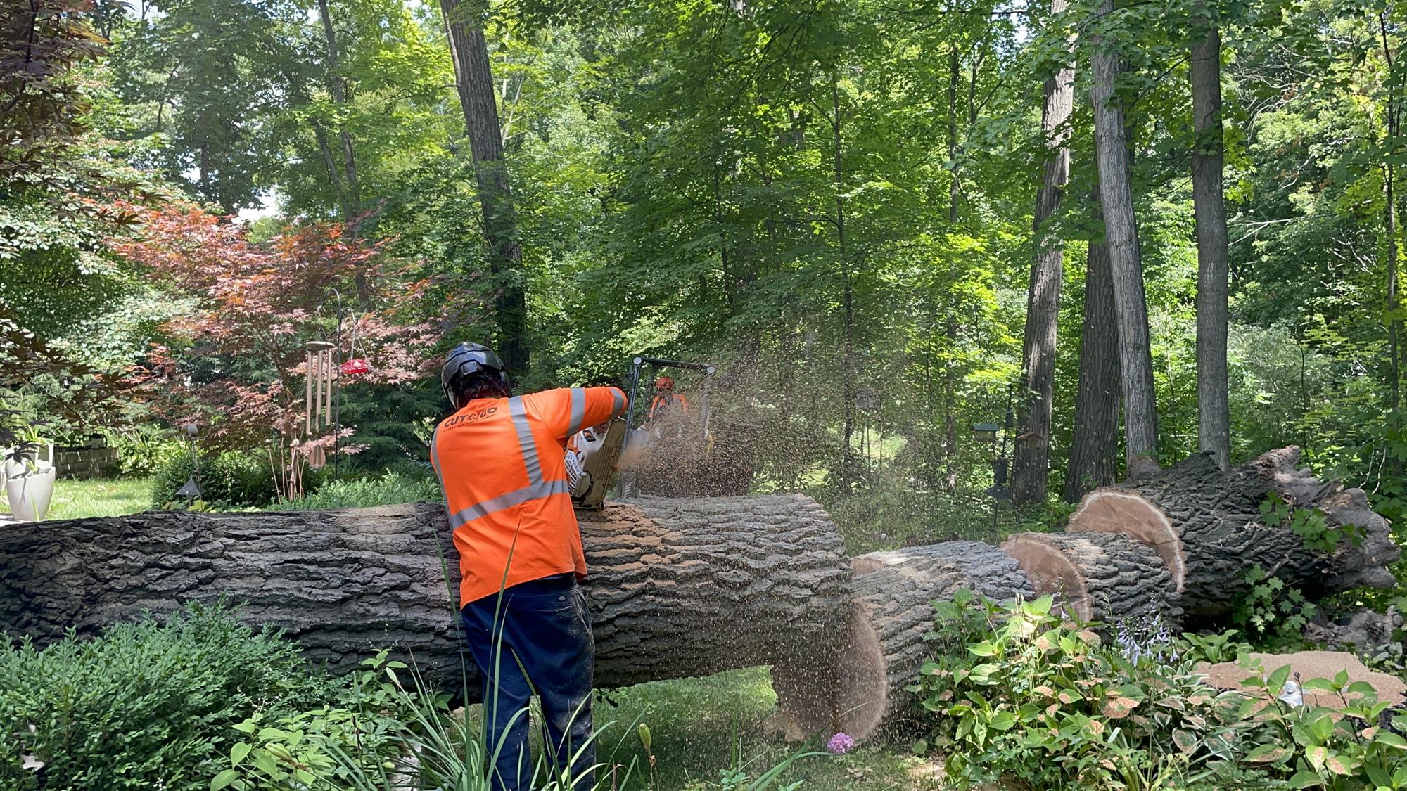 Tree Removal Service in Milwaukee, Wisconsin