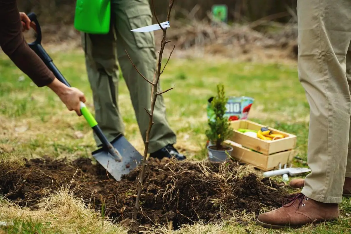 Tree Planting Services in Milwaukee, Wisconsin