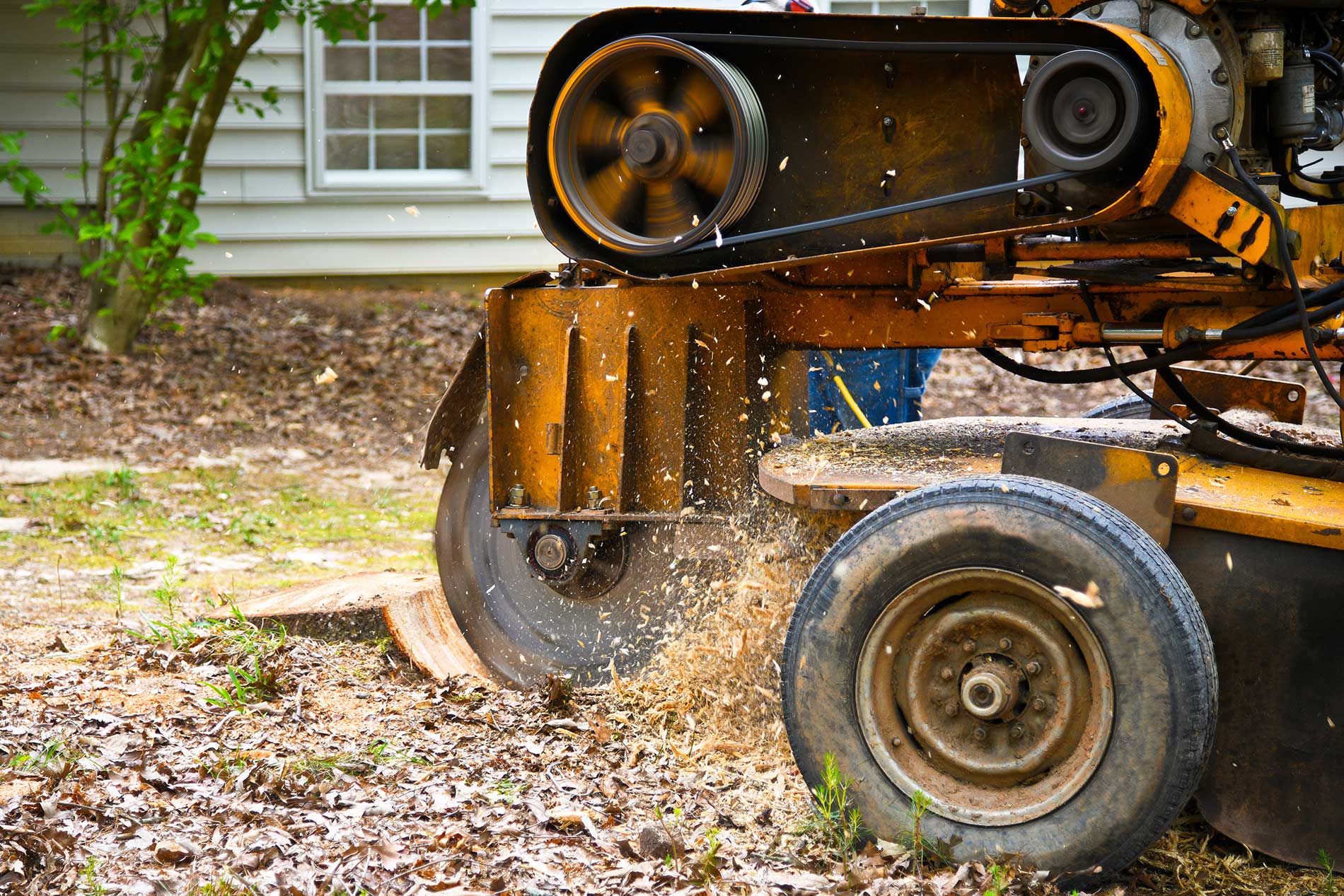 Stump Grinding and Removal Service in Milwaukee, Wisconsin