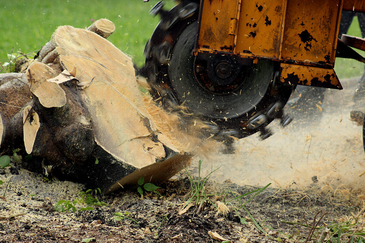 Stump Grinding and Removal Service in Milwaukee, Wisconsin