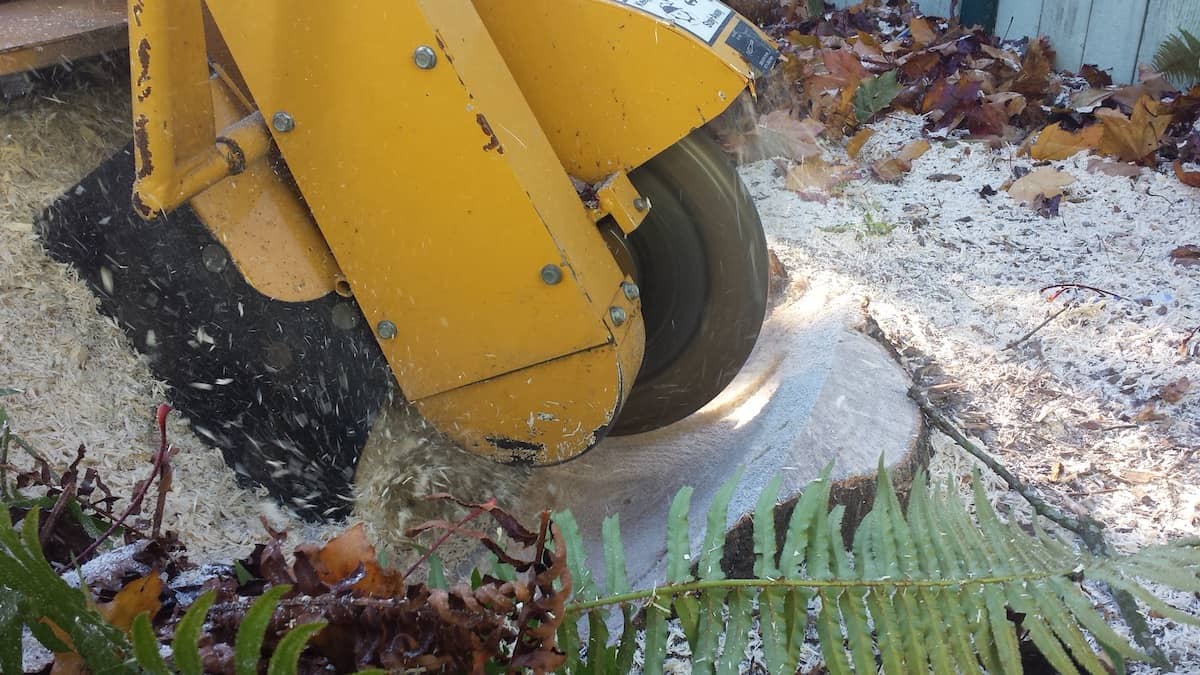 Stump Grinding and Removal Service in Milwaukee, Wisconsin