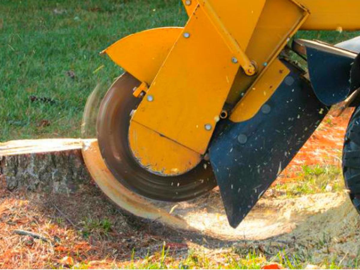 Stump Grinding and Removal Service in Milwaukee, Wisconsin