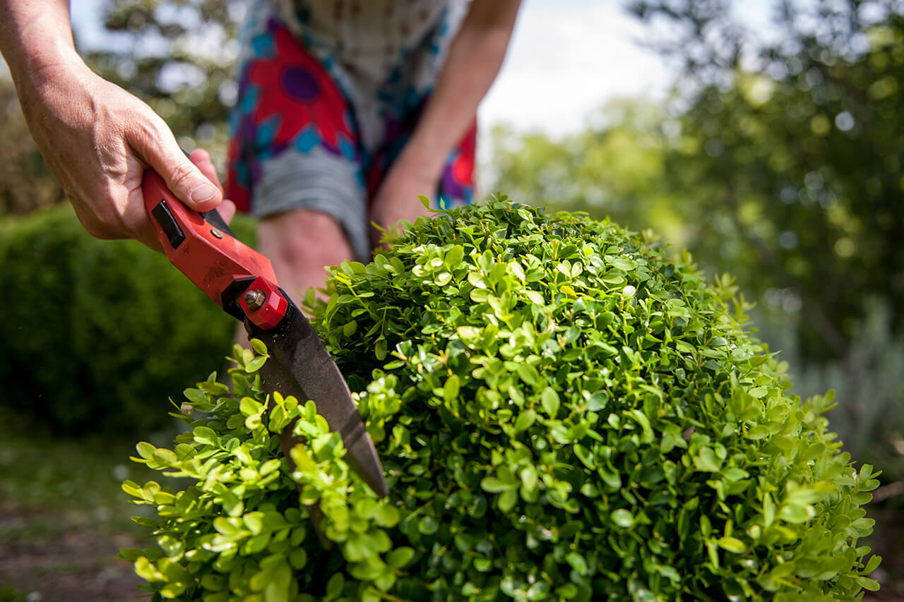 Tree Pruning and Trimming Service in Milwaukee